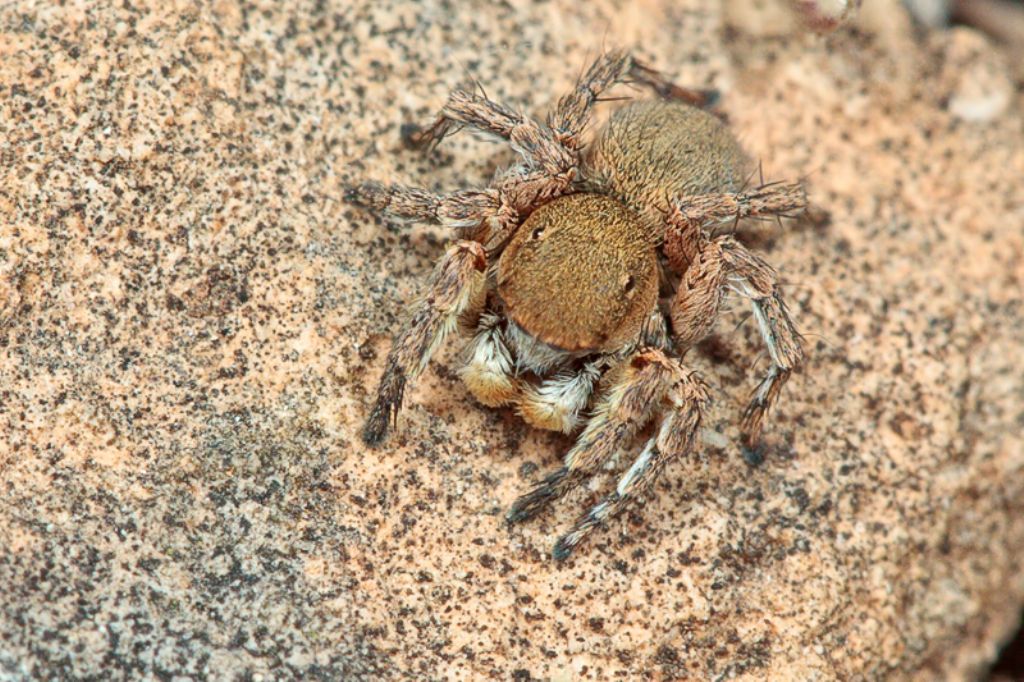 Aelurillus cf. schembrii - Malta